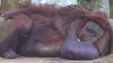 Binny, India's Only Orangutan Dies at 41 in Odisha's Nandankanan Zoological Park