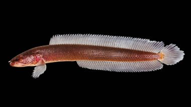 Gollum, a New Snakehead Fish Species Found in Kerala