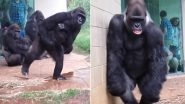 Hilarious Video of Gorillas Trying to Avoid Rain at US Zoo Goes Viral