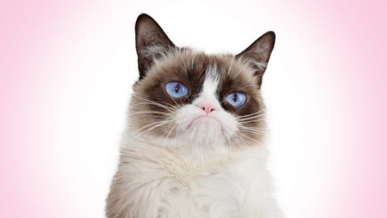 Reframe: Here's Something to Smile About, Grumpy Cat