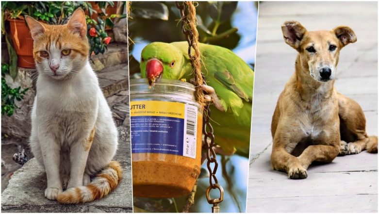 As Summer Temperatures Touch 40 Degrees, Here Are Some Ways to Take Care of  The Stray Animals in Your Locality During Heatwave | 👍 LatestLY