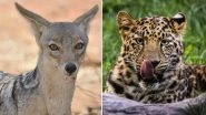 Mumbaikars Can Now See Leopards and Jackals at the Byculla Zoo From June 2019
