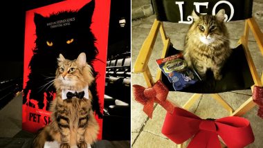 Leo, the Cat Who Played 'Church' in Pet Sematary Dies, Trainer Shares Picture of Cute Feline