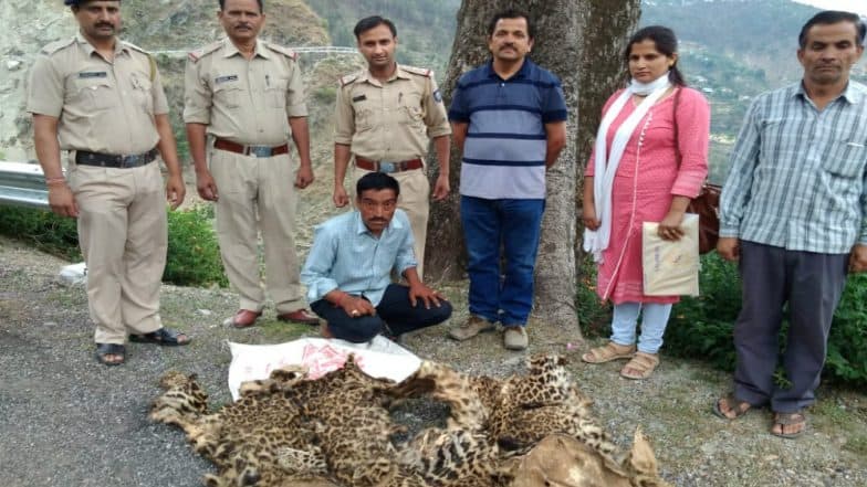 Himachal Pradesh: Police Arrests a Man With Two Leopard Skins in Chowari Himachal Pradesh: Police Arrests a Man With Two Leopard Skins in Chowari