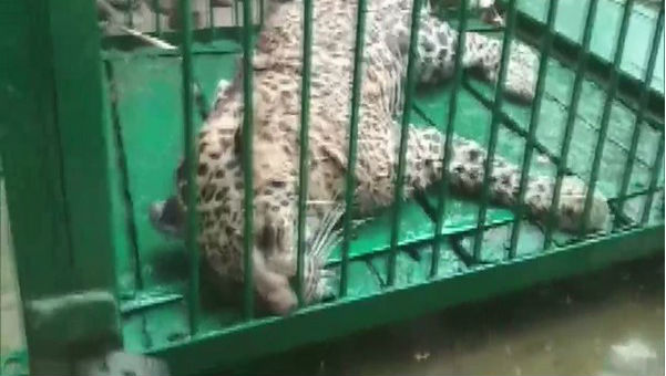 Leopard Attacks 4 in UP, Captured and Released into Dudhwa Park
