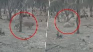 Dog Picks Up Fight With a Lion at Gujarat&rsquo;s Gir National Park; Shocking Video Goes Viral