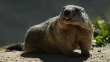 Mongolian Couple Dies of Plague After Eating Raw Marmot Meat