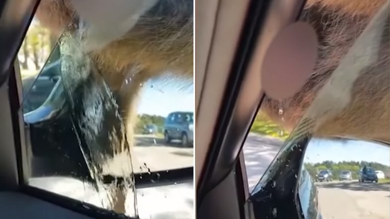 Karma Strikes! Man Makes Fun of Monkey's Penis, The Chimp Pees on Him Through The Car Window (Watch Hilarious Video)