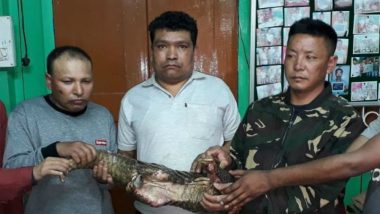 Pangolin Trafficking: Belakoba Forest Range Rescues Mammal, Arrests 5 From Sikkim Trying to Sell Pangolin in Bhutan