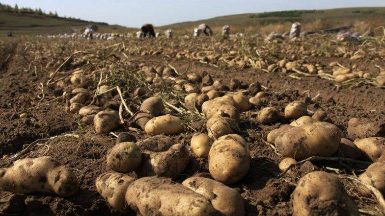Potatoes Boost Athletic's Performance, Says Study Potatoes Boost Athletic's Performance, Says Study