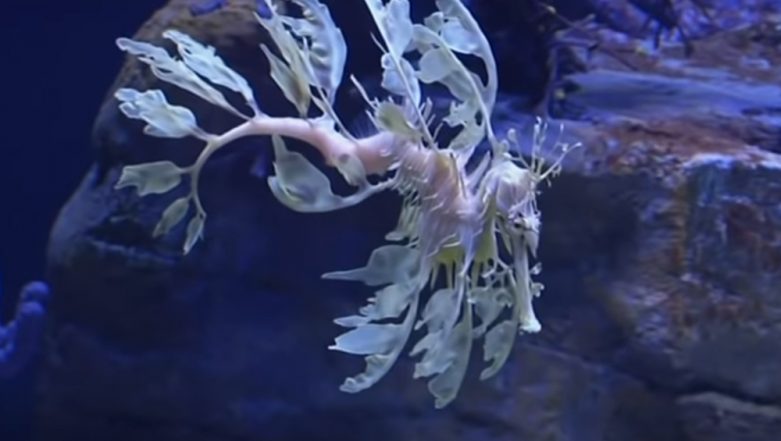 Rare Sea Dragons On Display In Southern California Aquarium