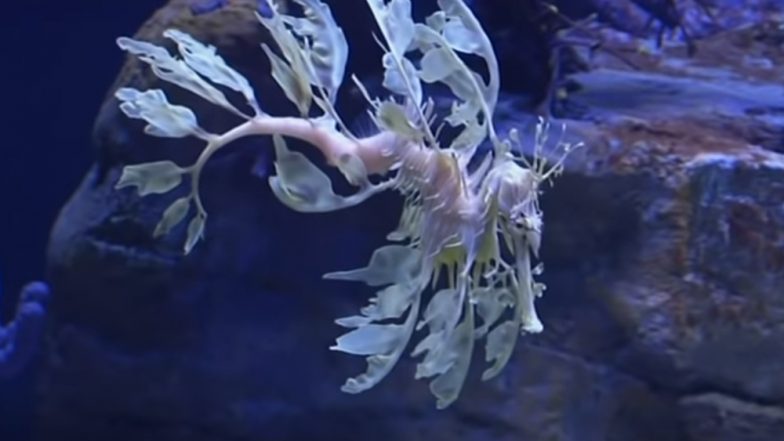 Rare Sea Dragons on Display in Southern California Aquarium! (Watch Video)