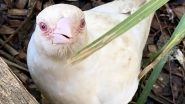 Rare Albino Magpie Spotted Living In Tasmania's Trowunna Wildlife Sanctuary (Watch Video)