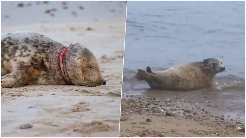 Seal Found With Frisbee Stuck Around Its Neck Released Back Into Norfolk Beach in UK After Recovery (Watch Video)