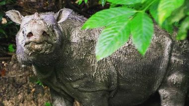 Malaysia's Last Male Sumatran Rhino Dies: Officials