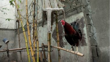 Pune Woman Complains Against Rooster's Crowing That Didn't Let Her Sleep