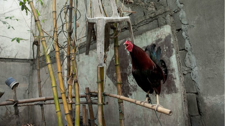 ‘Rowdy’ Rooster Maurice at the Centre of a Legal Battle for His Loud Crowing Gets Celebrity Status in France