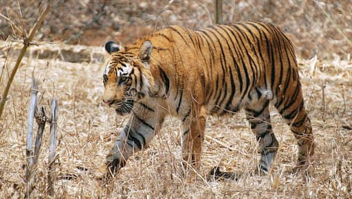 Endangered Bengal Tigers Could Go Extinct By 2070