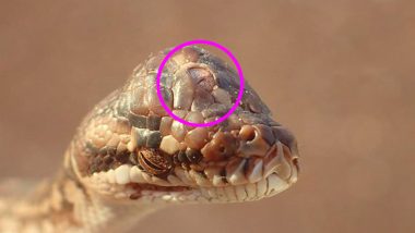 Three-Eyed Snake! Australian Rangers Find Deformed Python With Fully Functioning Third Eye (View Pic)