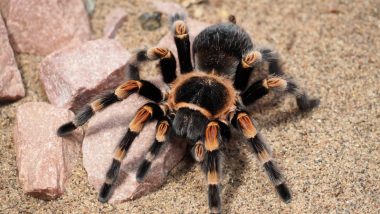 Husband Gets a Pet Tarantula to Keep Away Nagging Mother-in-Law Who Is Scared of Spiders!