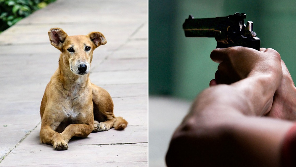 Karnataka Shocker: Miscreant Kills Stray Dog With Air Gun in Mangaluru