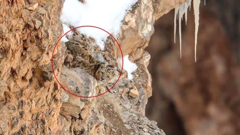 Can You Spot a Snow Leopard in This Pic? Photograph of Big Cat Hiding in Plain Sight Goes Viral Can You Spot a Snow Leopard in This Pic? Photograph of Big Cat Hiding in Plain Sight Goes Viral