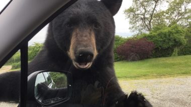 Wild Bear Opens Woman's Car Door in Rhode Island, Terrifying Pictures From Narragansett Go Viral