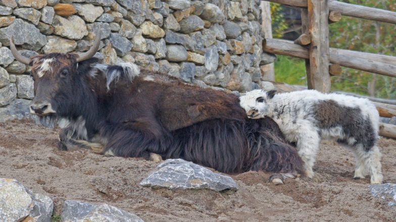 300 Yaks Starve to Death in North Sikkim After Heavy Snowfall