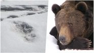 Is Yeti Real or Not? 'Himalayan Mythical Beast' Footprints Shared by Army Most Likely Belong to Bear, Says Science Experts