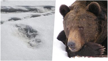 Is Yeti Real or Not? 'Himalayan Mythical Beast' Footprints Shared by Army Most Likely Belong to Bear, Says Science Experts