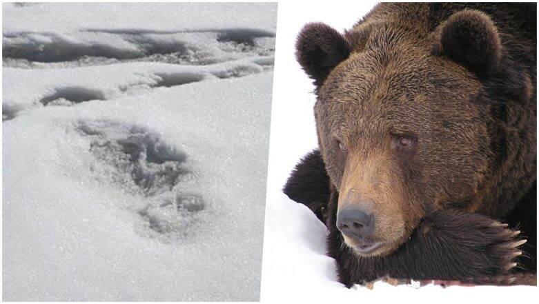 Is Yeti Real Or Not Himalayan Mythical Beast Footprints Shared By Army Most Likely Belong To Bear Says Science Experts Latestly