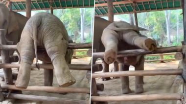 Dumbo Jumbo? Baby Elephant Gets Stuck in Fence in Thailand (Watch Cute Video)