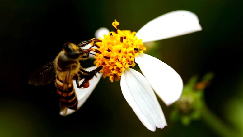 World Bee Day 19 Date Significance Theme Of The Day Dedicated To Honey Bees Latestly