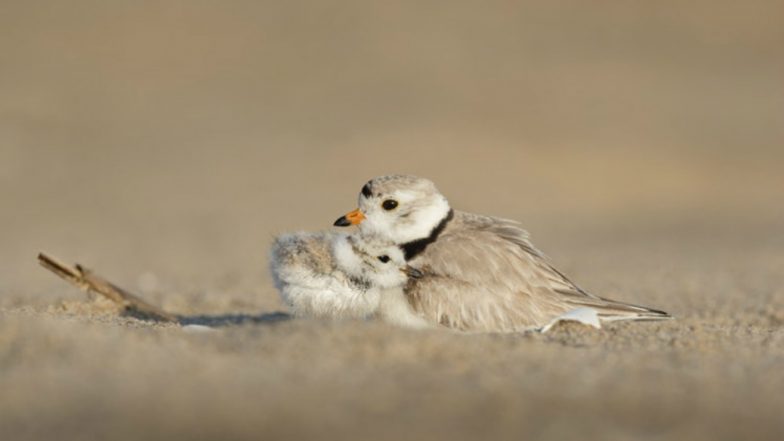 World Migratory Bird Day 2019: Interesting Facts about Some of the Most Beautiful Migratory Birds in the World (View Pics)