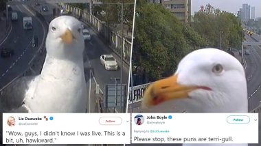 Seagull Photobombs London Traffic Camera and Twitter Is Flooded With Hilarious Punny Memes and Jokes