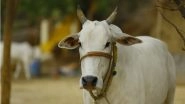 Man Lynched, Two Injured Over Cow Slaughter Suspicion in Jharkhand's Khunti District