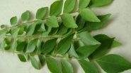 Weight Loss Tip of the Week: How to Use Kadi Patta (Curry Leaves) to Lose Weight