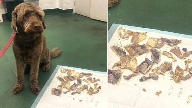 Pet Dog Eats  £160 Cash and Owners Spend £130 to The Vet to Recover it (View Pic)