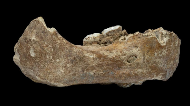 After Photos of Yeti's Footprints Go Viral, Mysterious Jaw With Teeth Found in Tibet Reveals About Ancient Human Evolution of Denisovans