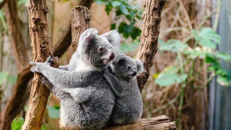 Koalas Are 'Functionally Extinct'! Only 80,000 Remaining, Says Australian Koala Foundation