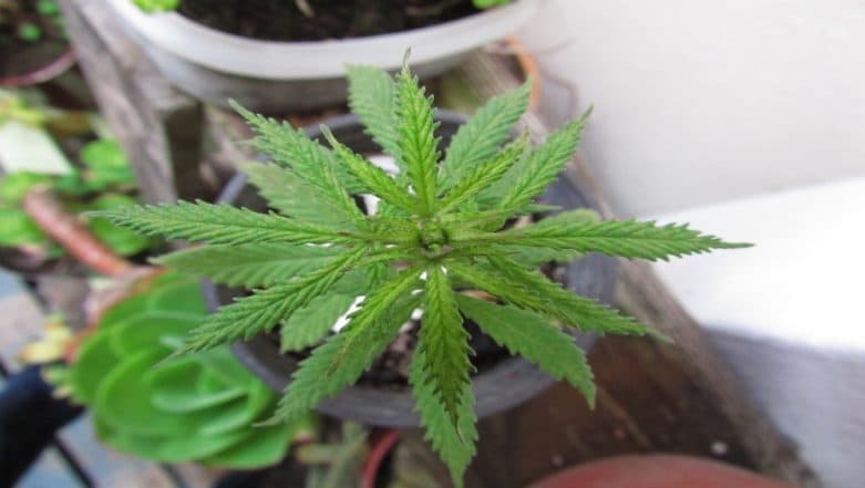 North Dakota Becomes 11th State to Legalise Recreational Marijuana, List of Other 10 States in US Where Cannabis is Legal North Dakota Becomes 11th State to Legalise Recreational Marijuana, List of Other 10 States in US Where Cannabis is Legal