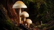 Breakthrough: Anti-Cancer Mushroom Patent Received by Madras University Professor for Compound From Fungi