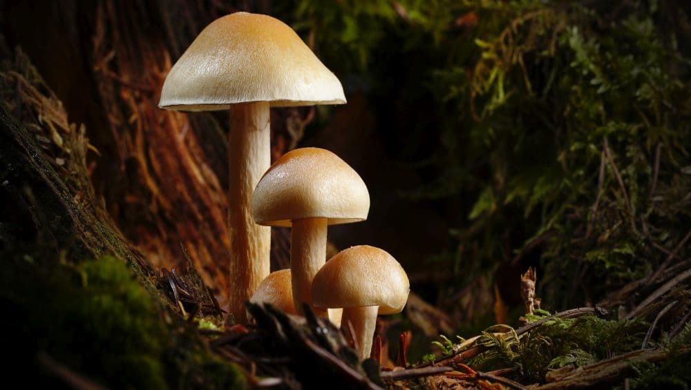 Weight Loss Tip of the Week: How to Use Shiitake Mushrooms to Lose Weight (Watch Video) Weight Loss Tip of the Week: How to Use Shiitake Mushrooms to Lose Weight (Watch Video)