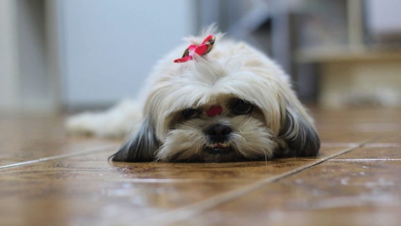 Healthy Dog Euthanised in Virginia So That The Pet Could Be Buried With Her Owner