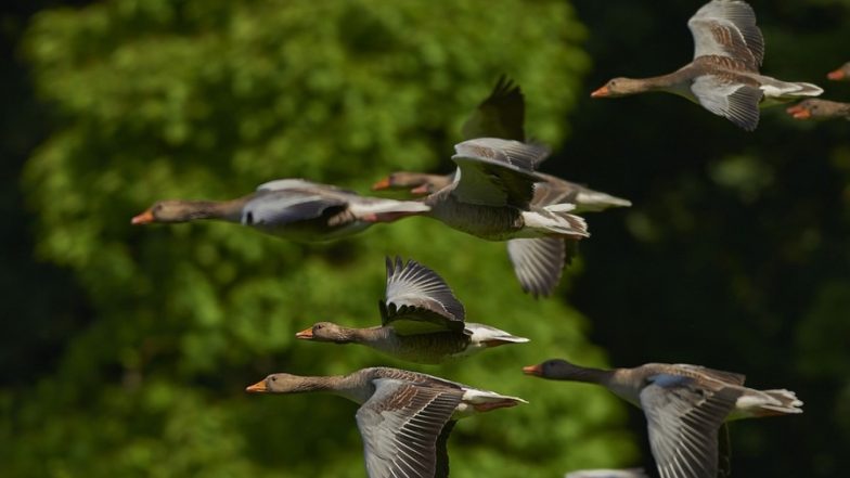 World Migratory Bird Day 2019 Date and Theme: Significance of the Day That Aims to Save Birds And Their Habitat