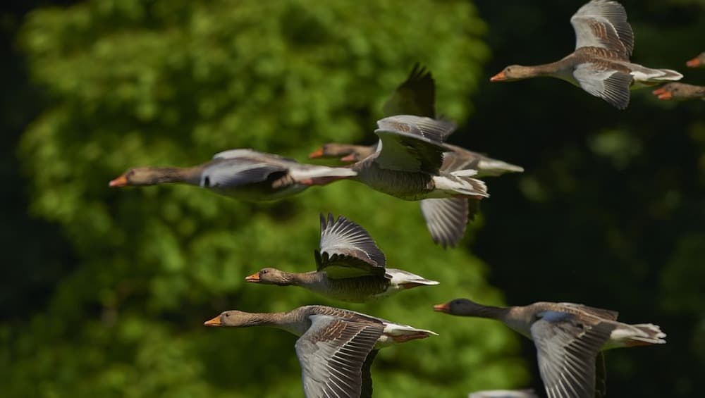 Rajasthan: Thousands of Migratory Birds Die Mysteriously in Sambhar Lake Near Jaipur Rajasthan: Thousands of Migratory Birds Die Mysteriously in Sambhar Lake Near Jaipur
