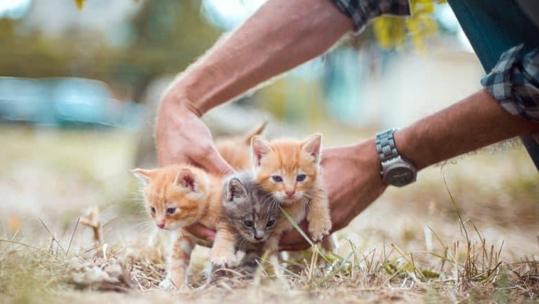 Police Investigate After Dead Bodies of Several Cats Found in Jadavpur