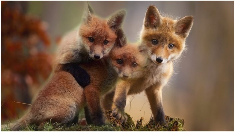 Farmer Performs C-Section on Dead Fox and Rescues Four Cubs in West Sussex