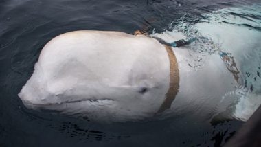Russia's 'Spy' Beluga Whale Returns iPhone to Woman Who Dropped It in the Sea, Video Goes Viral