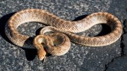 New Mexico Man Spots Glossy Snake Enjoying the Sun in Borderland Driveway (See Picture)